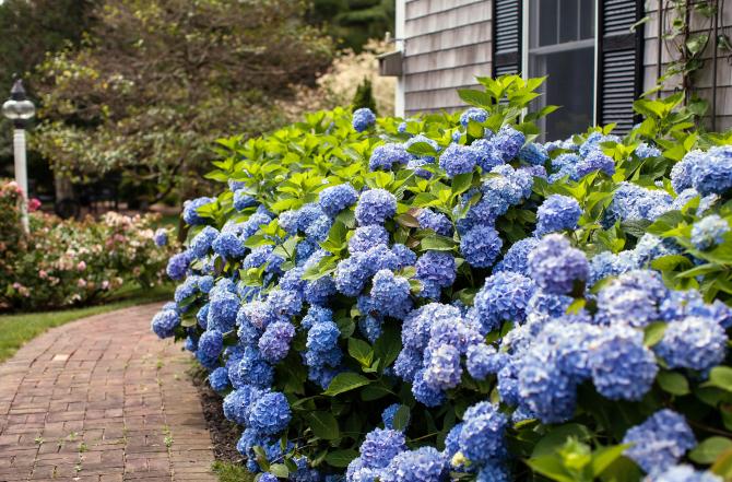 Inspiratie Hortensia tuin